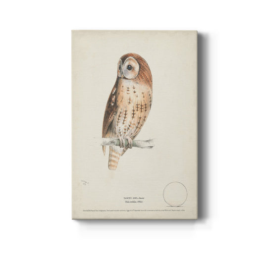 Tawny Owl - Canvas Art Print