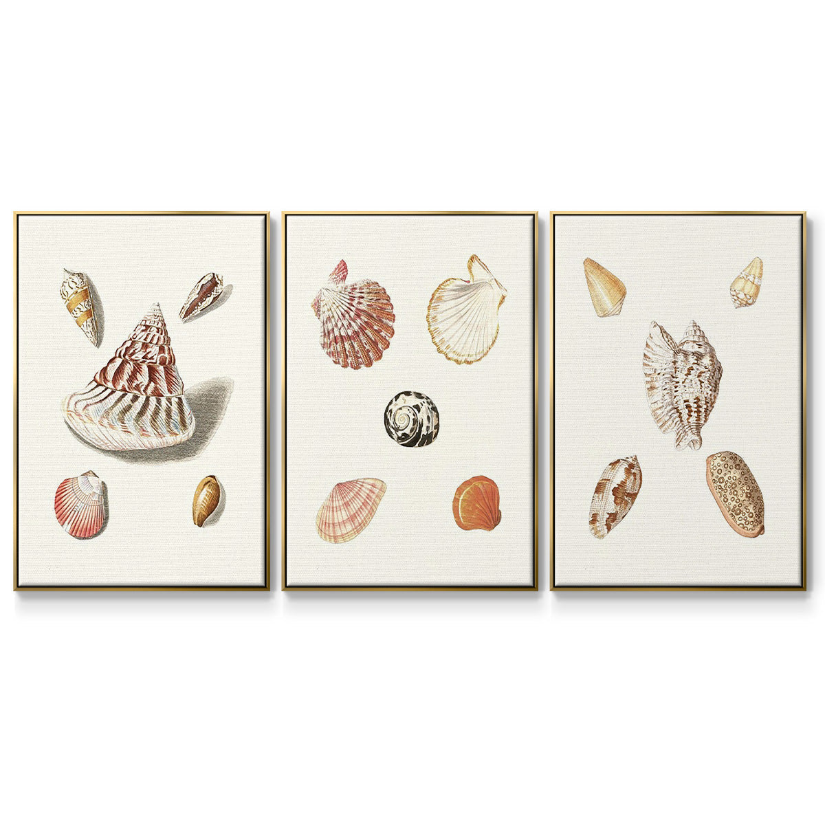 Pastel Knorr Shells IV - Framed Premium Gallery Wrapped Canvas L Frame 3 Piece Set - Ready to Hang