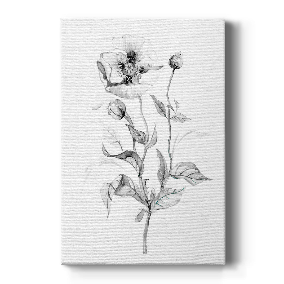 Wild Poppy Sketch Premium Gallery Wrapped Canvas - Ready to Hang