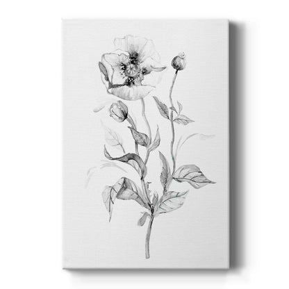 Wild Poppy Sketch - Canvas Art Print