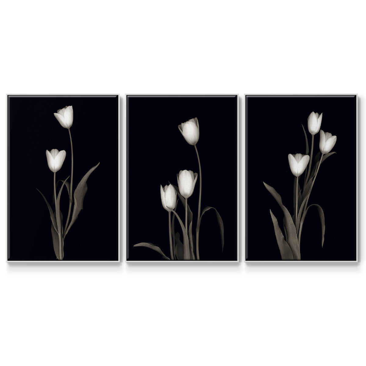Tulip Pose I - Floater Framed Canvas Set