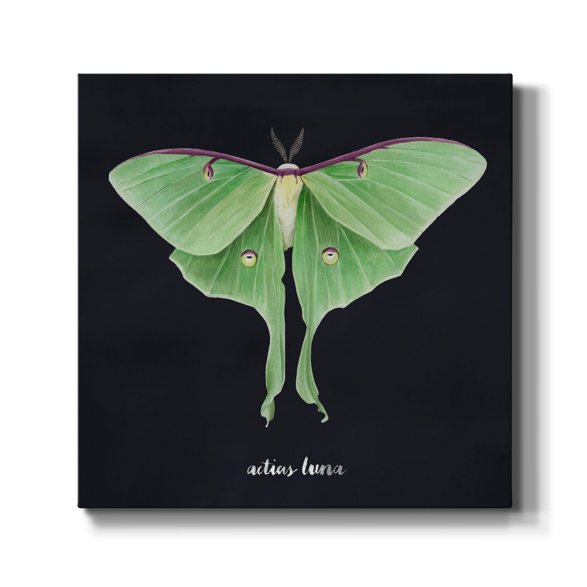 Luna Moth II - Canvas Art Print