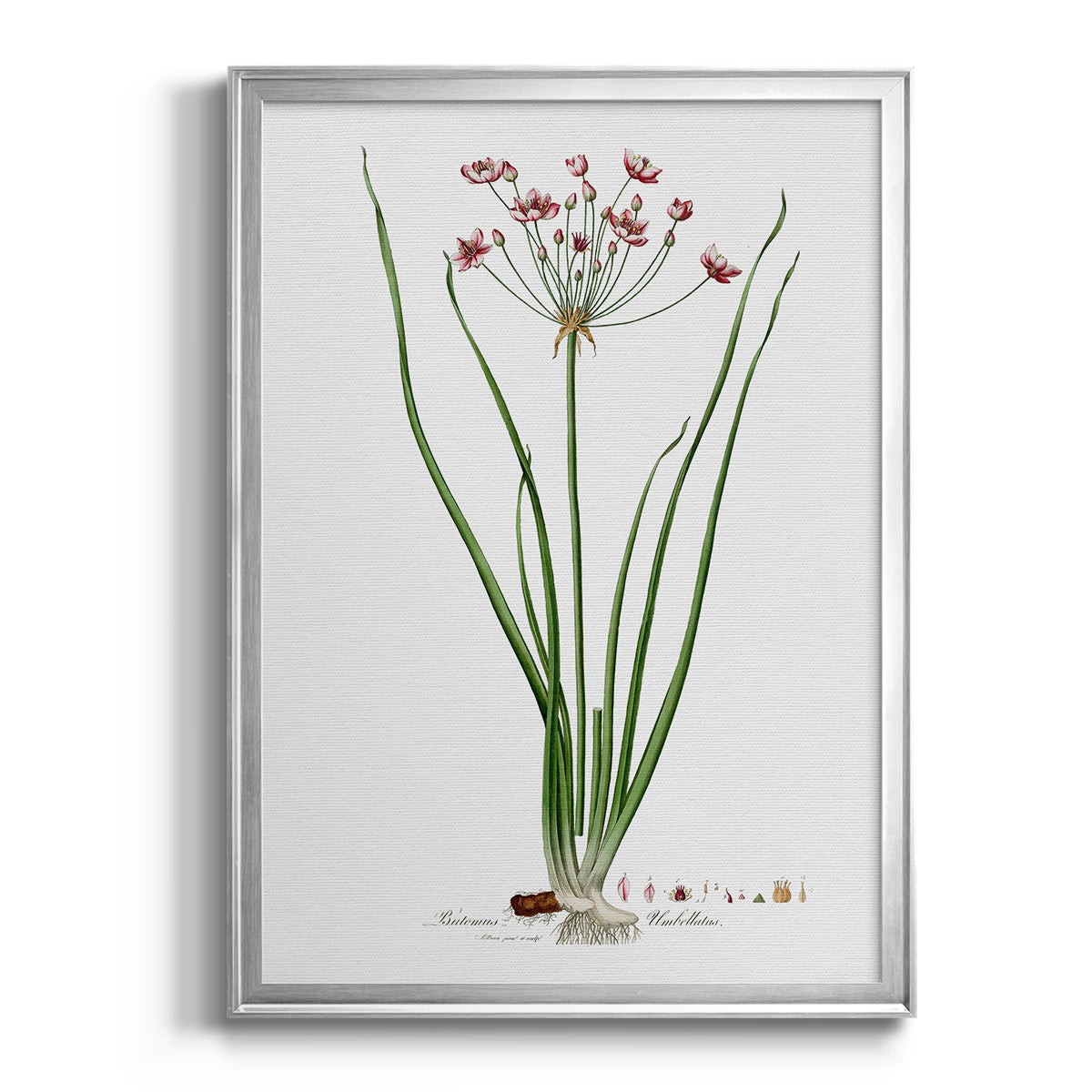 Rose Botanical II - Modern Framed Canvas Print