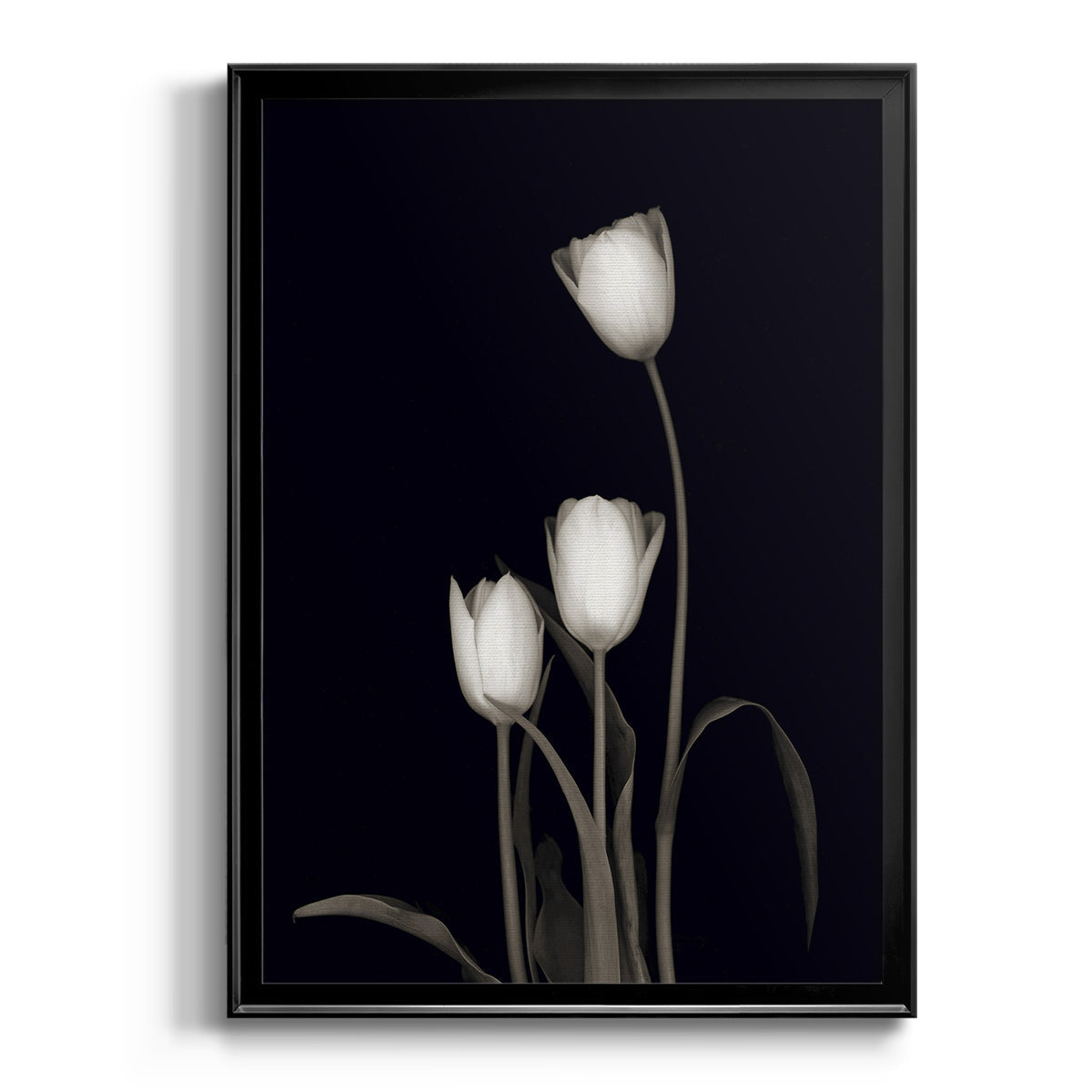 Tulip Pose III - Modern Framed Canvas Print