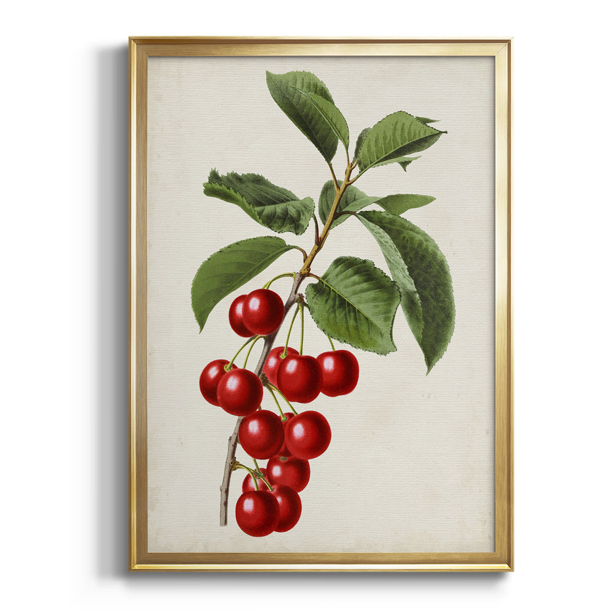 Antique Fruit II - Modern Framed Canvas Print