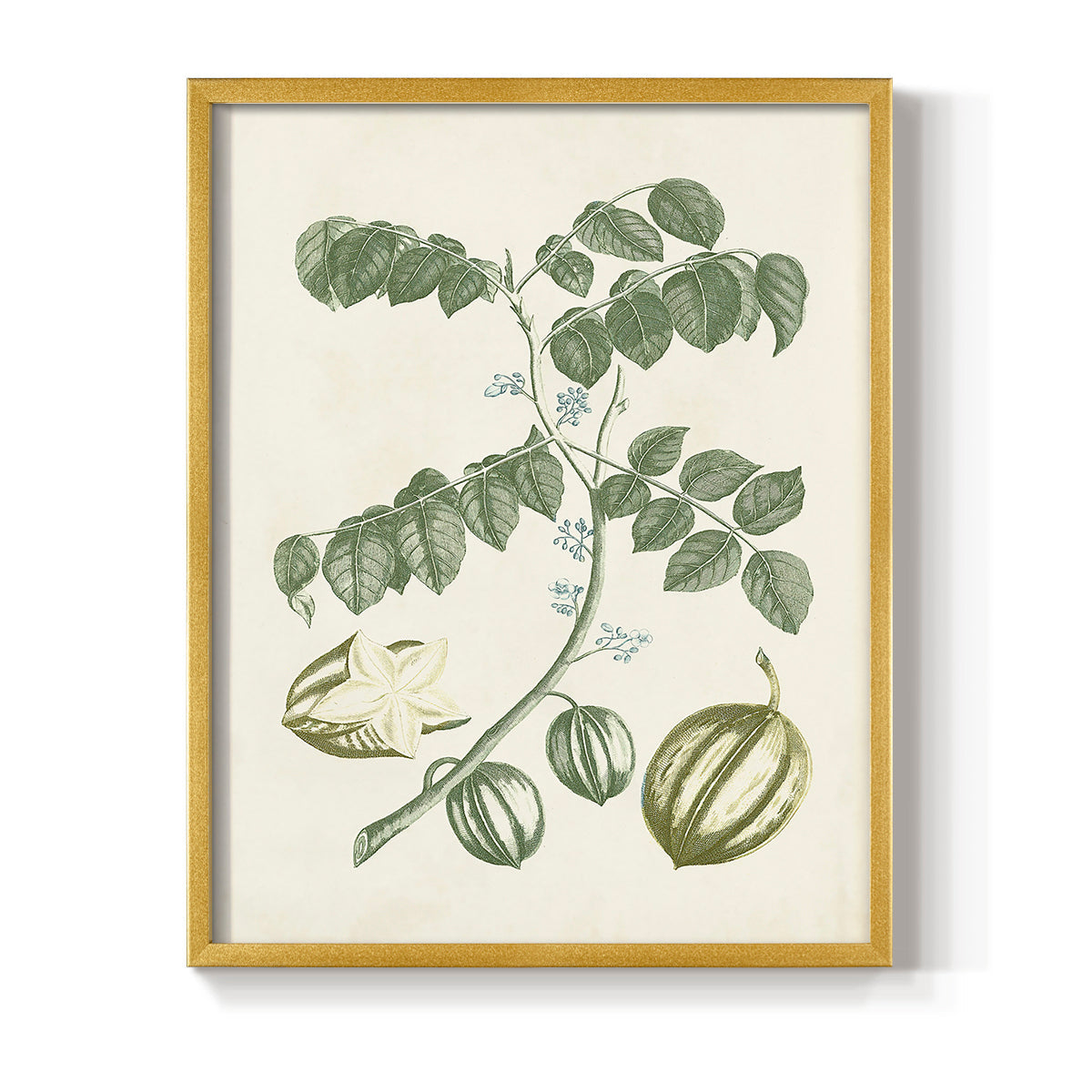 Buchoz Tropicals II - Restickable Framed Art Print