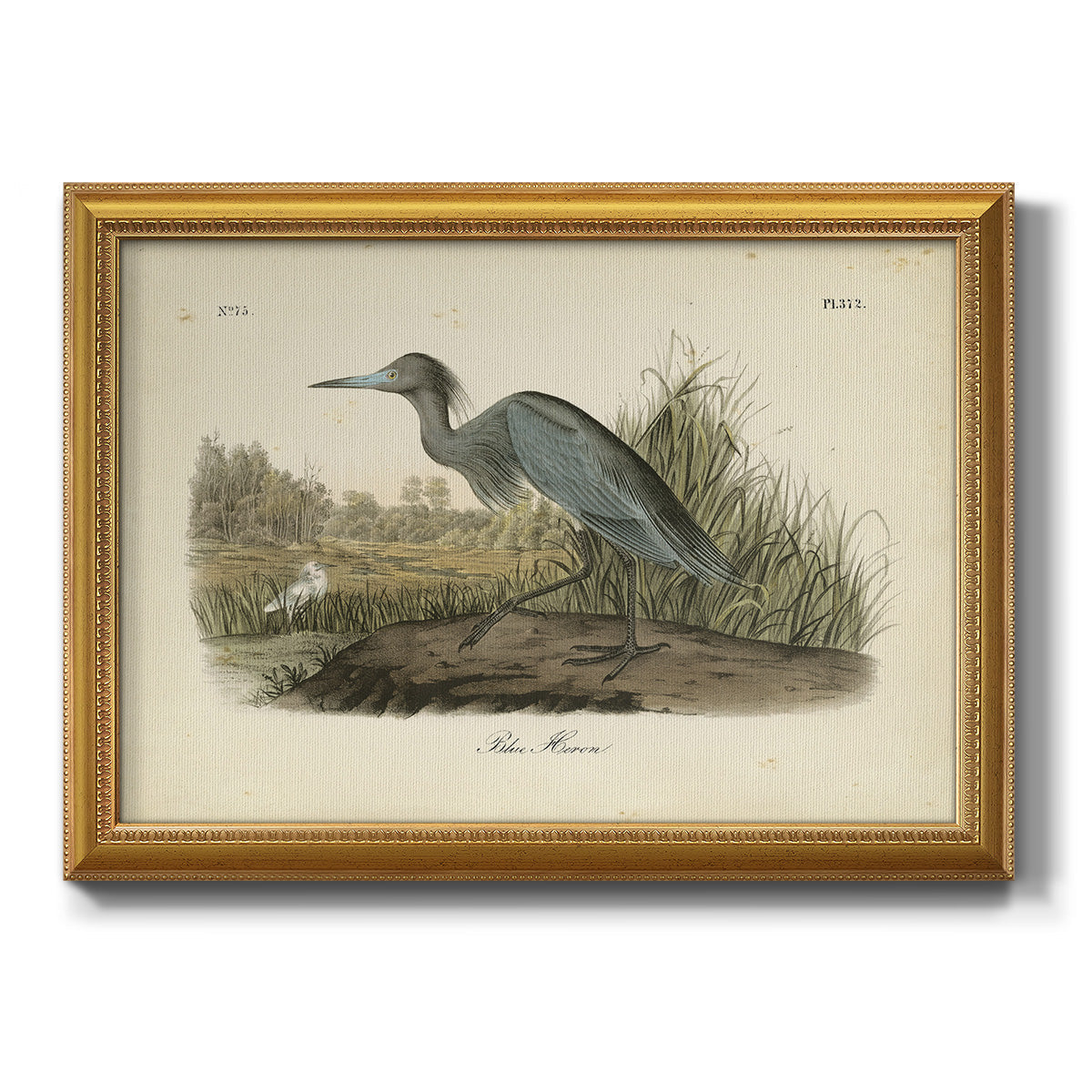 Audubons Blue Heron Premium Framed Canvas- Ready to Hang