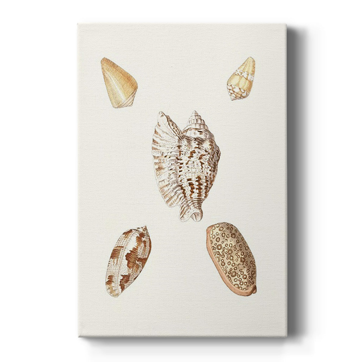 Pastel Knorr Shells VI - Canvas Art Print