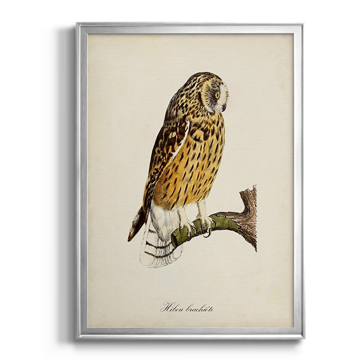 French Owls II - Modern Framed Canvas Print