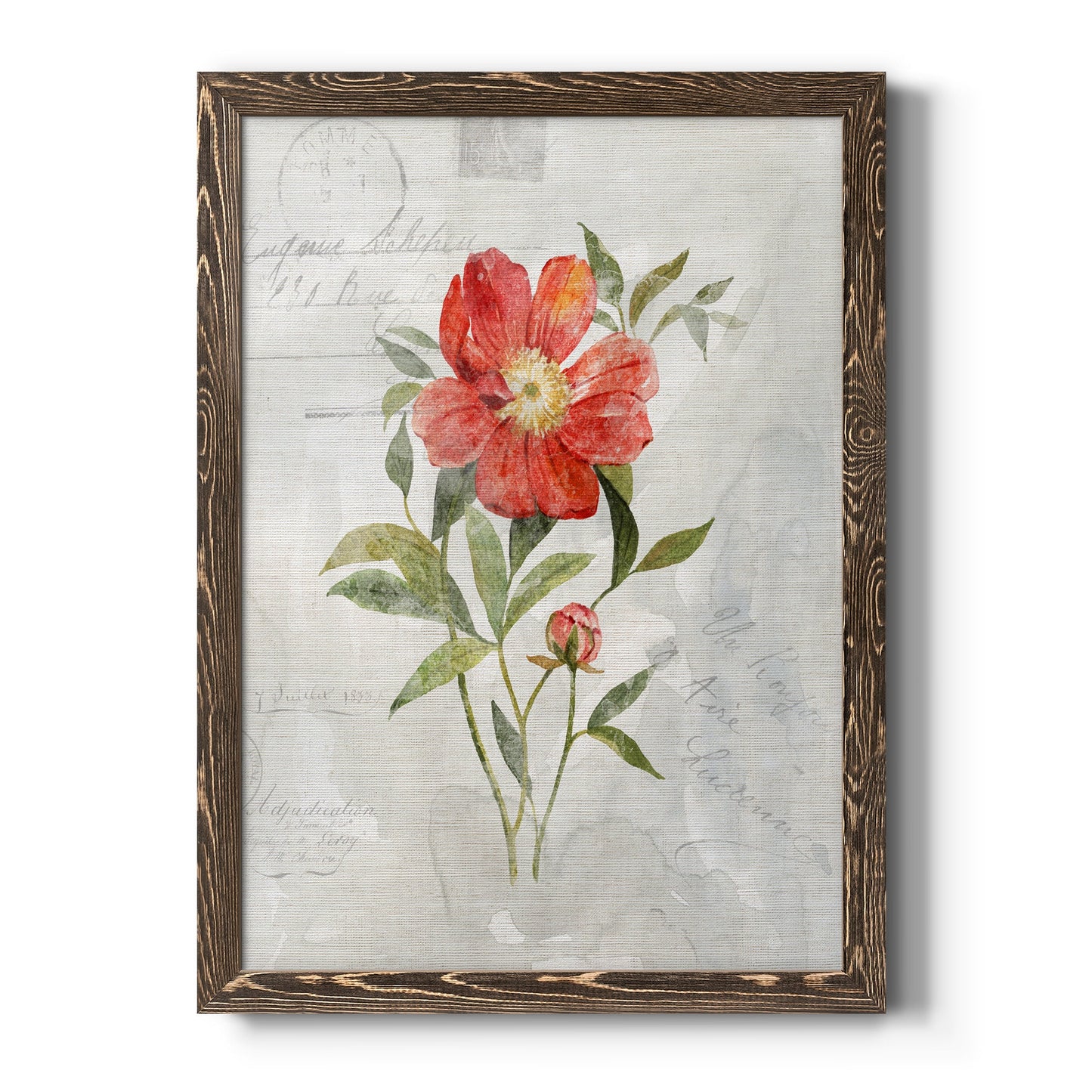 Linen Peony - Barnwood Framed Canvas Print