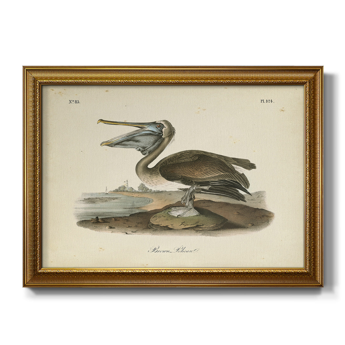 Audubons Brown Pelican - Ornate Framed Canvas Print