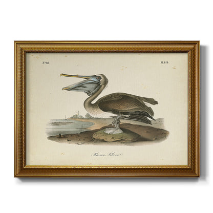 Audubons Brown Pelican - Ornate Framed Canvas Print