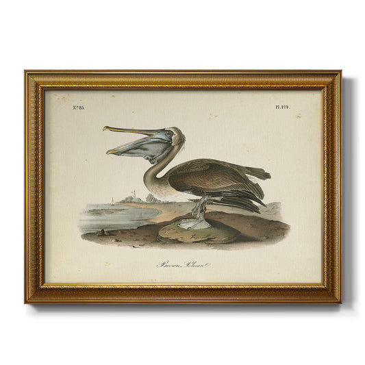 Audubons Brown Pelican Premium Framed Canvas- Ready to Hang