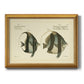 Bloch Antique Fish I Premium Framed Canvas- Ready to Hang