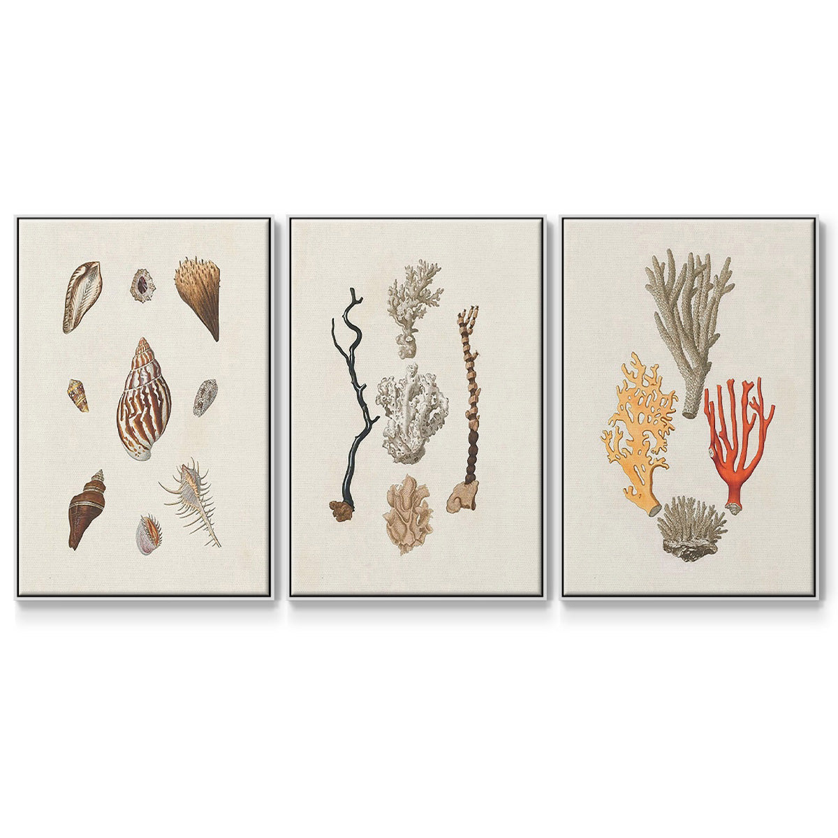 Knorr Shells & Coral IV - Floater Framed Canvas Set