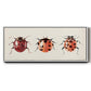Ladybug Display I - Floater Framed Canvas Print