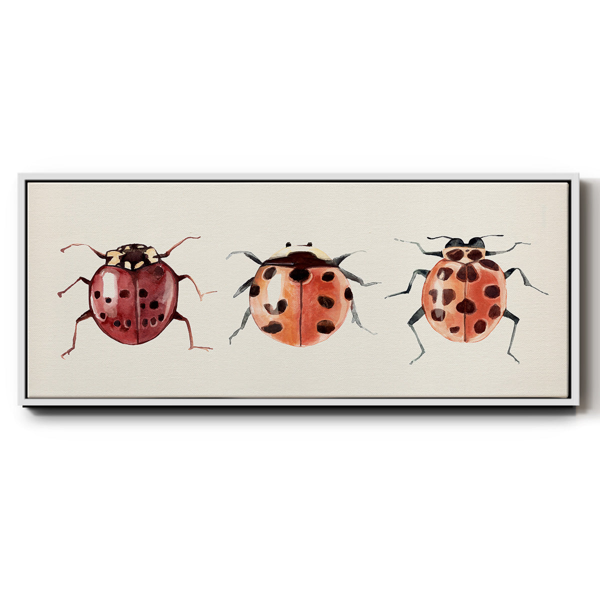 Ladybug Display I - Floater Framed Canvas Print