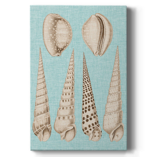 Sepia & Aqua Shells VI - Canvas Art Print