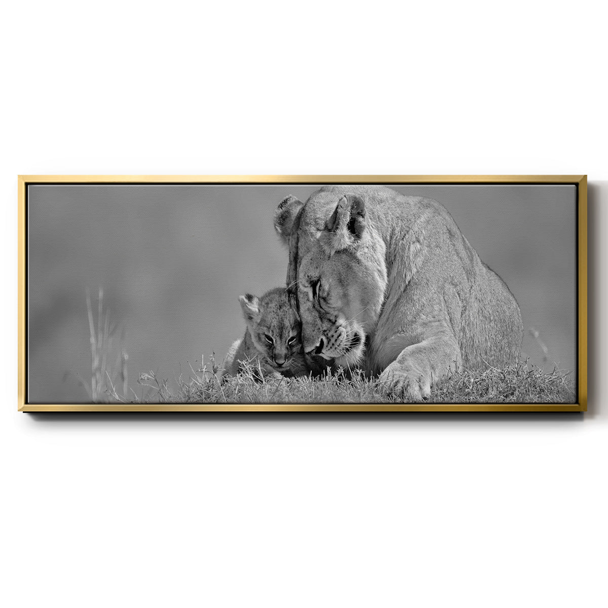 Lioness Love - Floater Framed Canvas Print