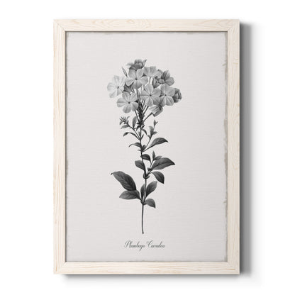 Simply Cape Leadwort - Premium Canvas Framed in Barnwood - Ready to Hang