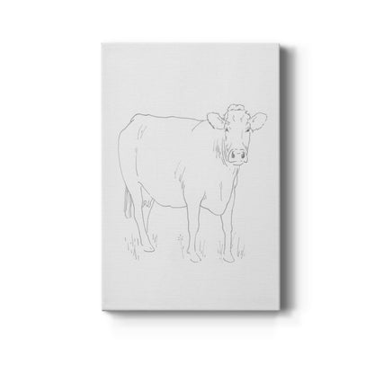 Limousin Cattle III - Canvas Art Print