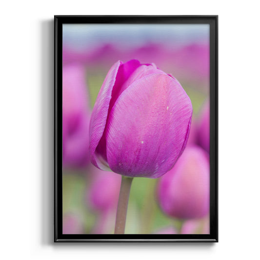 Magenta Stem - Modern Framed Canvas Print