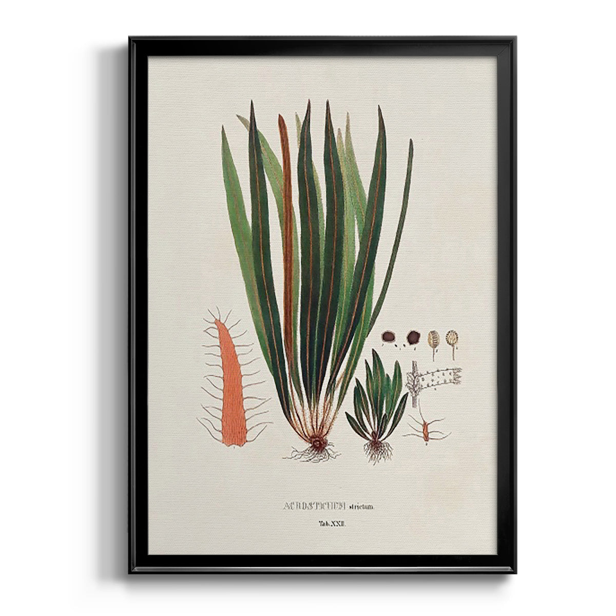 Botanical Society Ferns V - Modern Framed Canvas Print