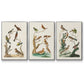 Antique Birds in Nature I - Floater Framed Canvas Set