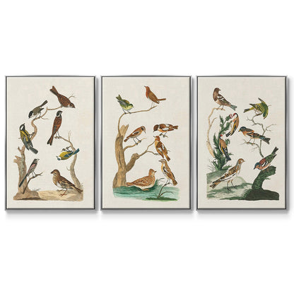 Antique Birds in Nature I - Floater Framed Canvas Set