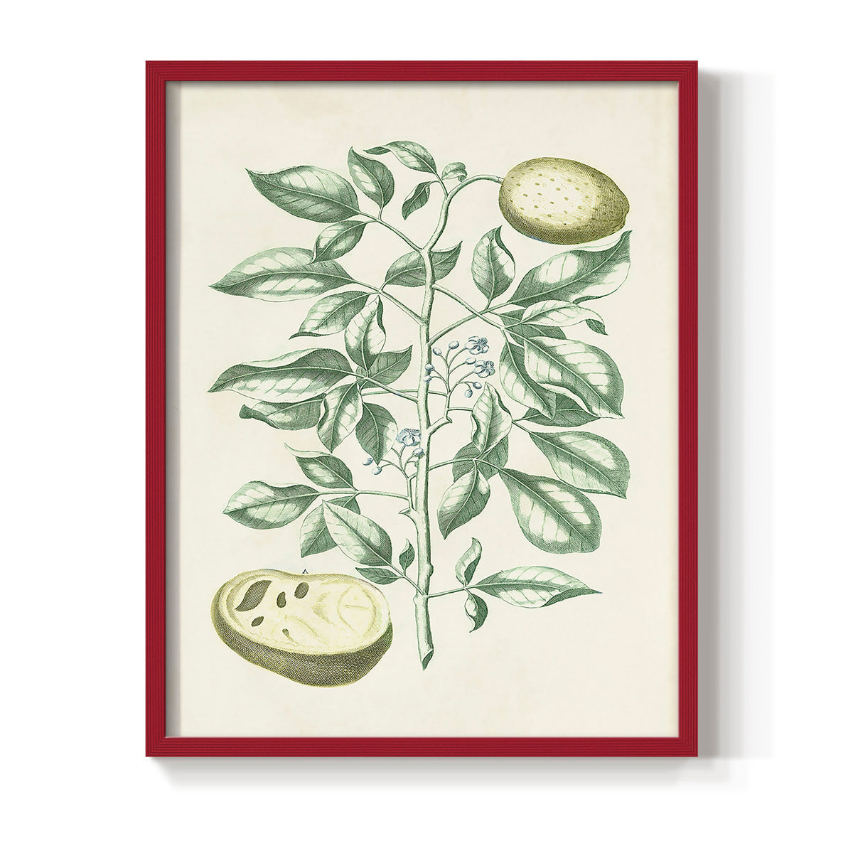 Buchoz Tropicals III - Restickable Framed Art Print