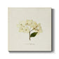 Cornales Hydrangea II - Canvas Art Print