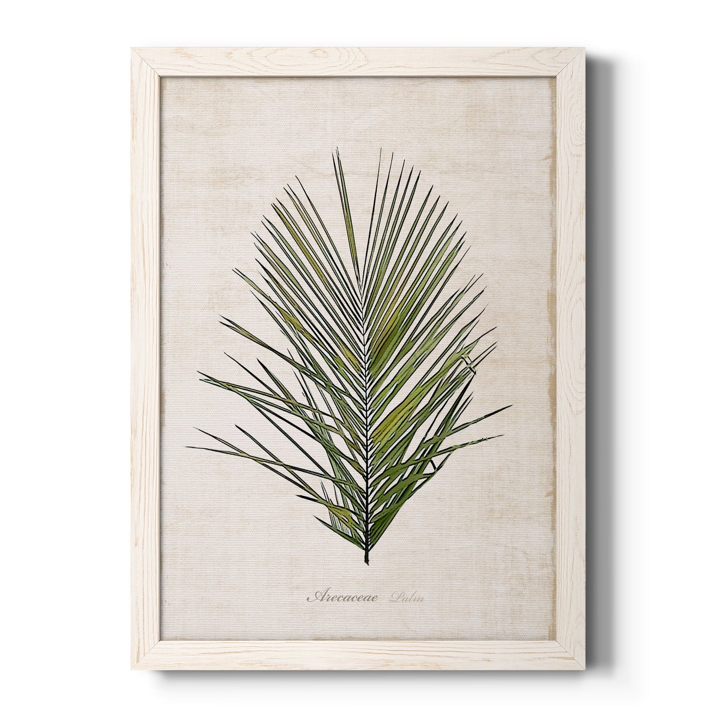 Palm Botanical I - Premium Canvas Framed in Barnwood - Ready to Hang