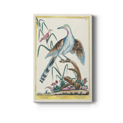The Jamaican Long-Beaked Cuckoo, 1771-1775 - Canvas Art Print