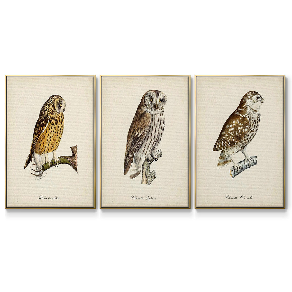 French Owls I - Framed Premium Gallery Wrapped Canvas L Frame 3 Piece Set - Ready to Hang