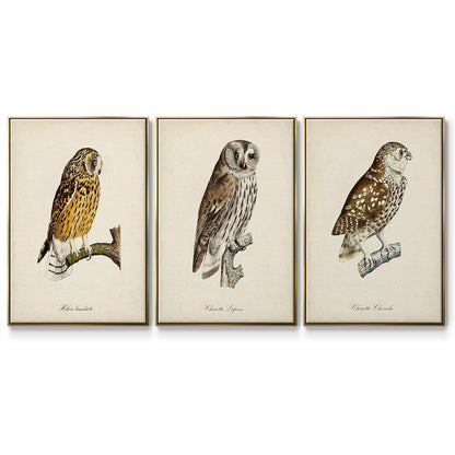 French Owls I - Floater Framed Canvas Set