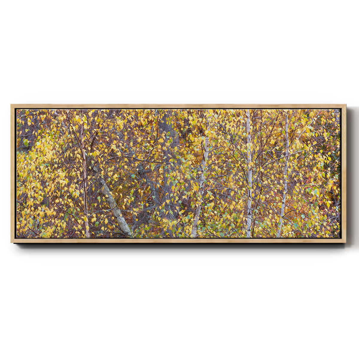 Tree Panorama III - Floater Framed Canvas Print