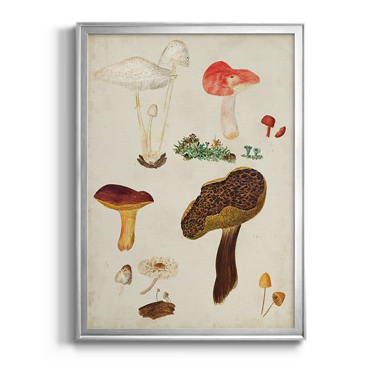 Mushroom Species XI - Modern Framed Canvas Print