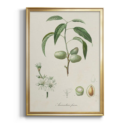 Antique Almond Botanical I - Modern Framed Canvas Print