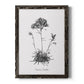 Simply Caladrinia - Premium Canvas Framed in Barnwood - Ready to Hang