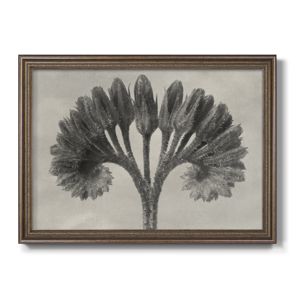 Vintage botanical plant study photograph by Karl Blossfeldt printed on canvas in an ornate traditional bronze frame.