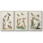 Antique Birds in Nature I - Framed Premium Gallery Wrapped Canvas L Frame 3 Piece Set - Ready to Hang