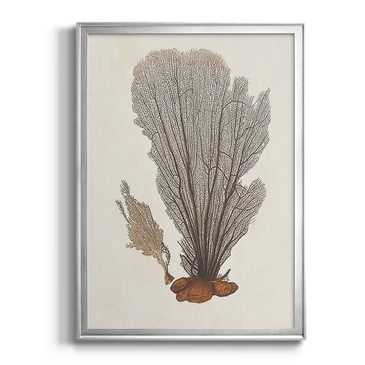 Knorr Shells & Coral III - Modern Framed Canvas Print