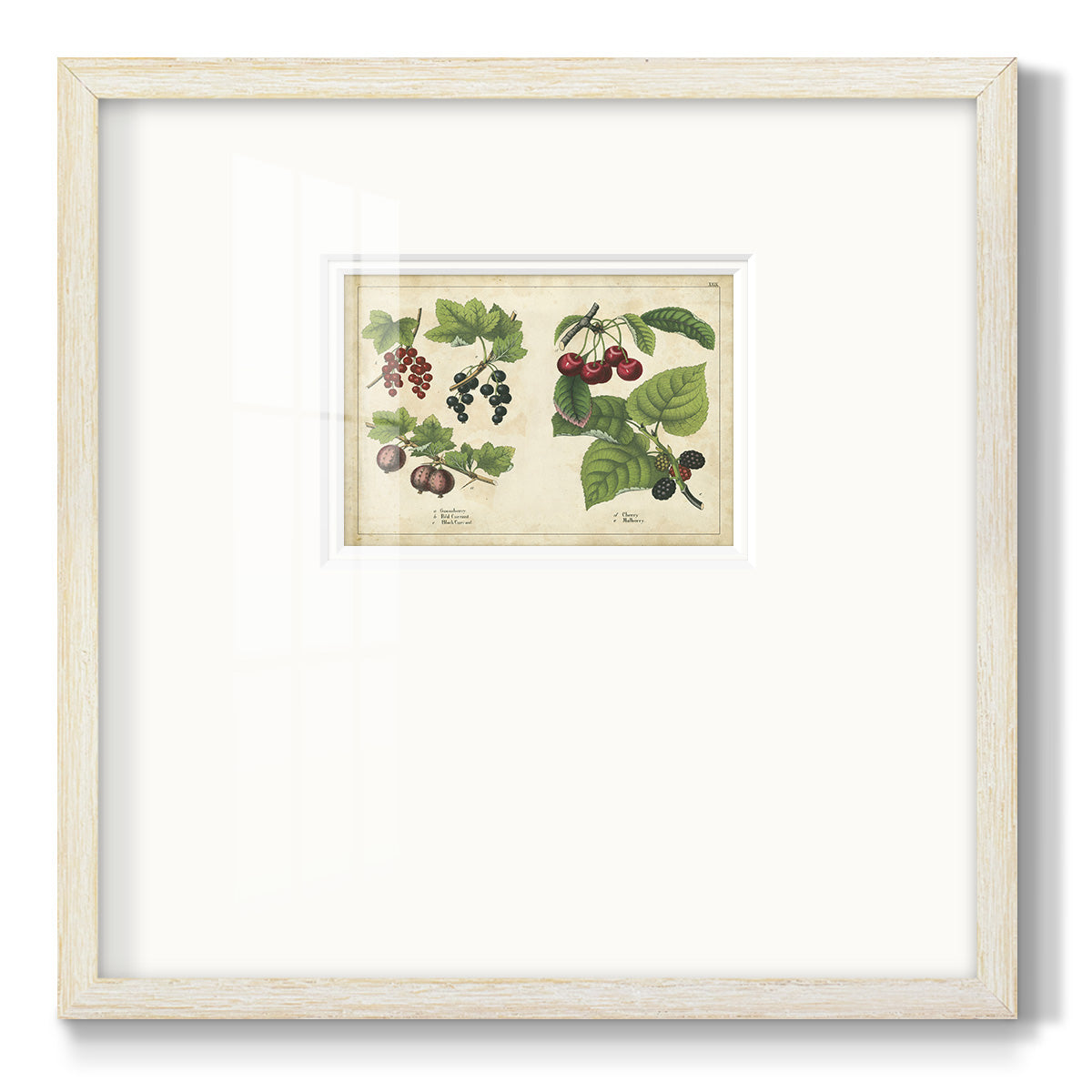 Kitchen Fruits III Premium Framed Print Double Matboard