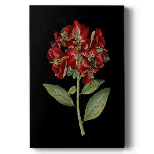 Crimson Flowers on Black (A) I - Canvas Art Print