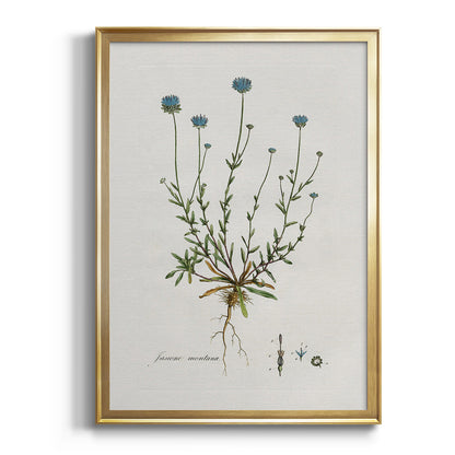 Bellflower Study - Modern Framed Canvas Print