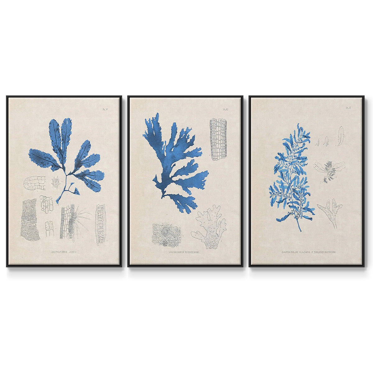 Blue Marine Algae VI - Framed Premium Gallery Wrapped Canvas L Frame 3 Piece Set - Ready to Hang