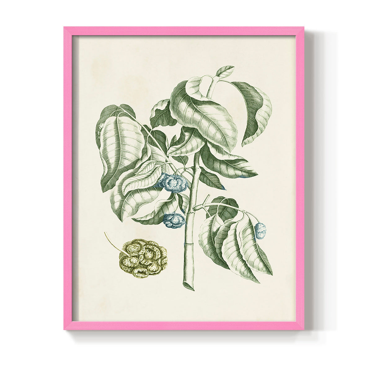 Buchoz Tropicals V - Restickable Framed Art Print