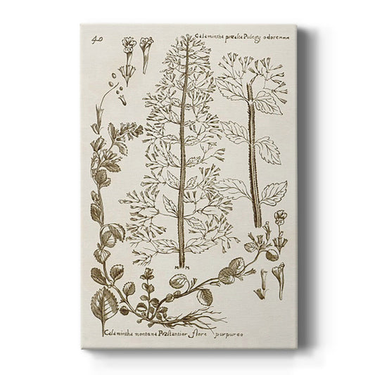 Sepia Botanical Journal V - Canvas Art Print