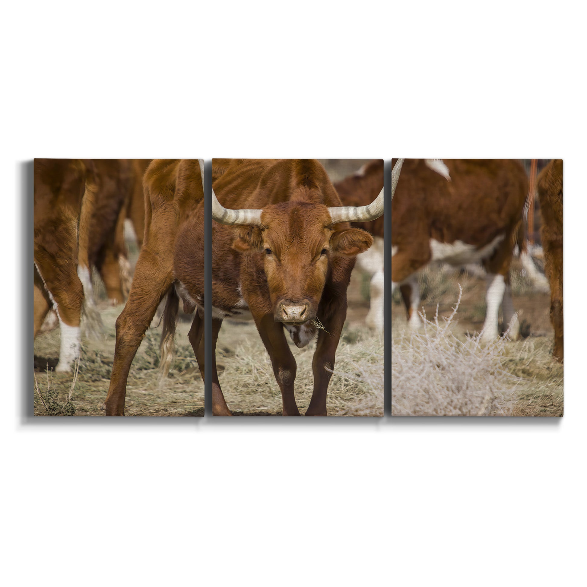 Three-panel canvas wall art featuring longhorn cattle standing together on white background.