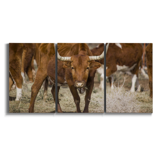 Three-panel canvas wall art featuring longhorn cattle standing together on white background.